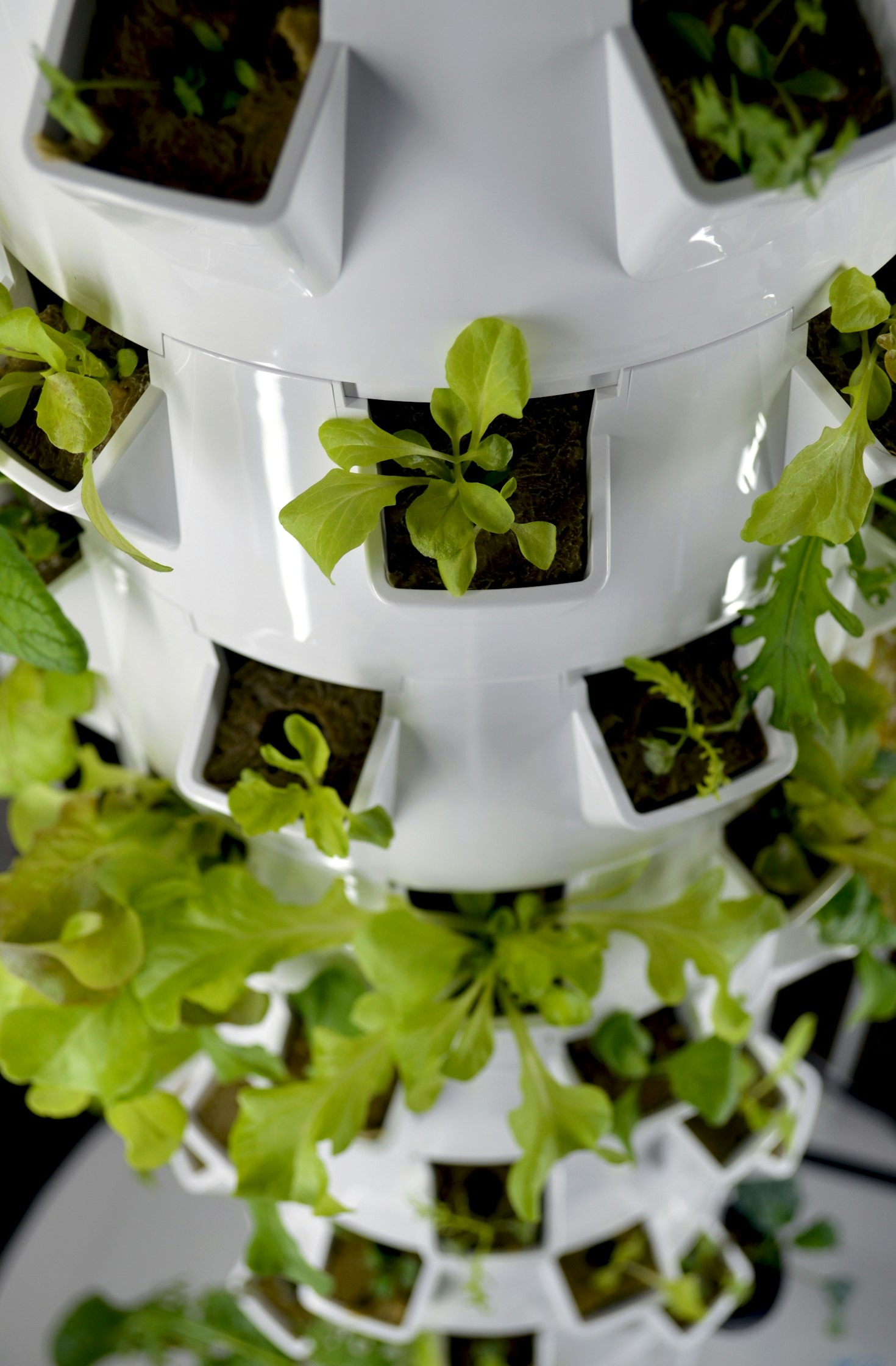 Beginner’s Guide to Starting Hydroponic Gardening