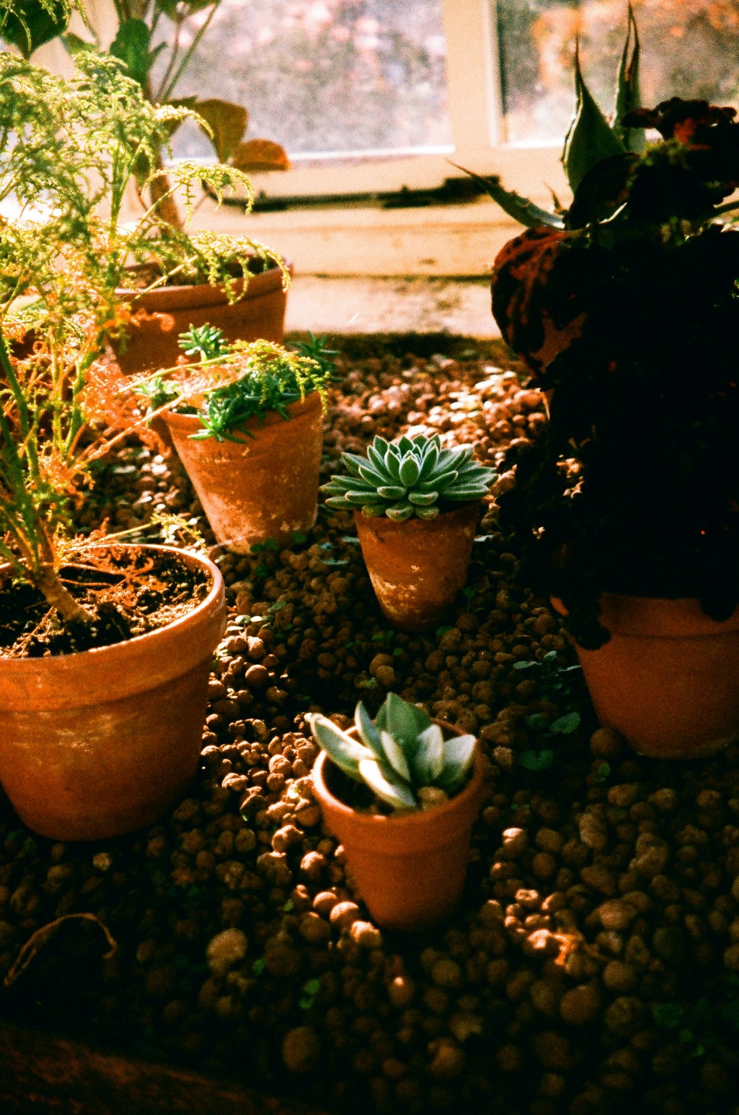 Grow More with Less: The Benefits of Hydroponics